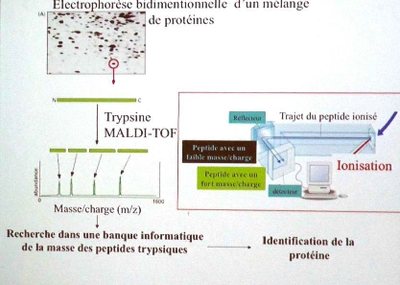Electrophorèse 2D vs spectrométrie de masse.png