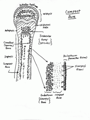 os schéma tissu osseux et position os compact.GIF