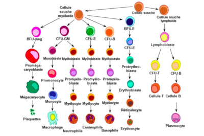 Lignée sanguine.png