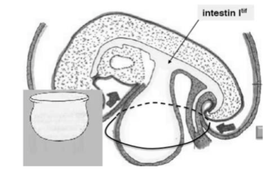 intestin primitif.png