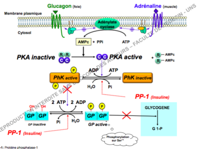 Capture d’écran 2016-10-07 à 21.43.56.png