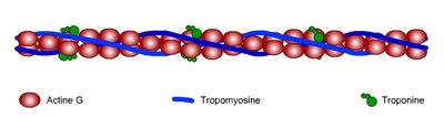 filament_actine.jpg