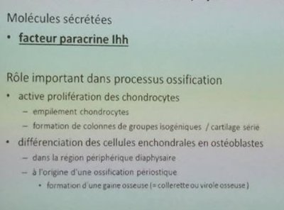 enchondrales.jpg