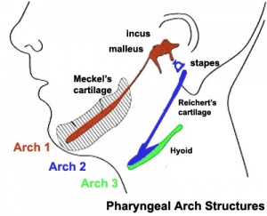 300px-Pharyngeal_arch_cartilages.jpg