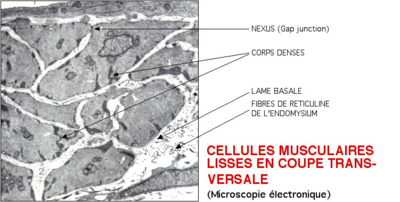 Structure cellule musculaire.png