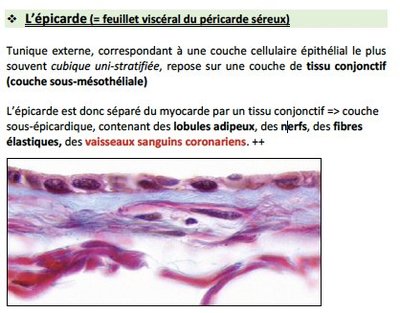Epicarde.jpg