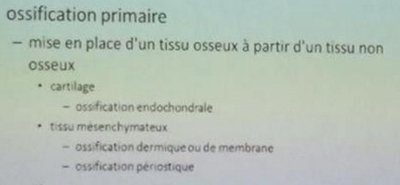 Endochondrale.jpg