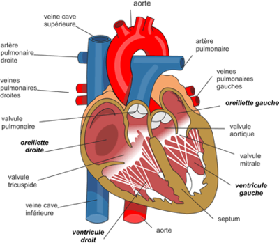 AnatomieCardiaque2.png