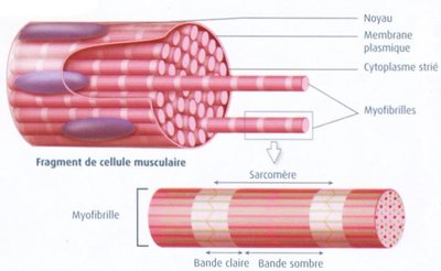fibre.musculaire.squelletique.jpg