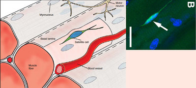 cellules satellites.jpg