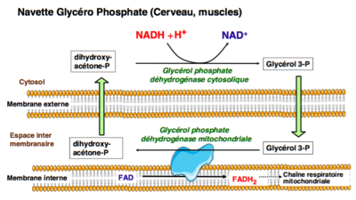 Capture d’écran 2016-10-29 à 17.59.48.png