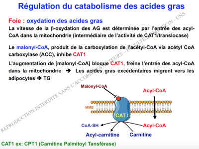 Capture d’écran 2016-11-04 à 12.59.59.png
