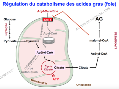Capture d’écran 2016-11-04 à 13.00.05.png