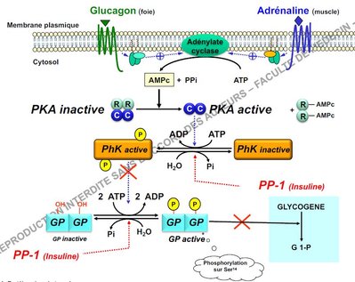 Glycolyse, régulation GP.JPG