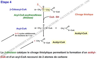 étape 4 béta oxydation.JPG