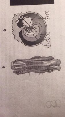 embryo 30.jpg