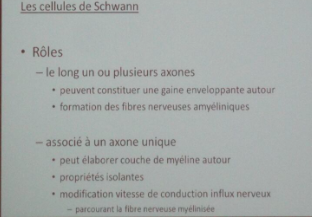 Cellules de Schwann.png