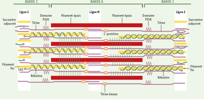 medsci2002186-7p661-fig1-scaled.png