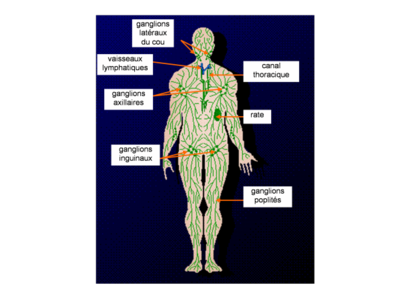 Systeme-lymphatique.png