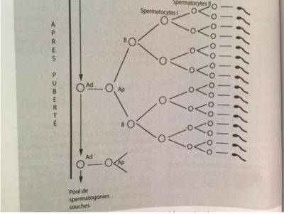 Capture d’écran 2016-11-17 à 19.39.55.png