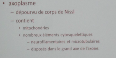 Cytosquelette axone.png