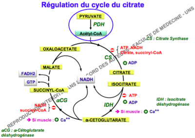 Capture d’écran 2016-11-19 à 08.16.59.png