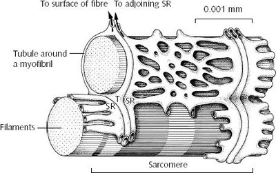 019852403x.skeletal-muscle.3.jpg