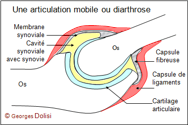diarthrose.gif