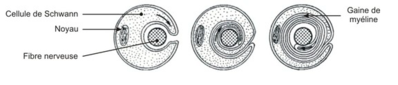 Schwann myéline.png