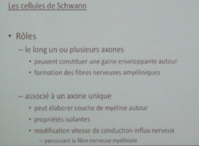 Schwann.png