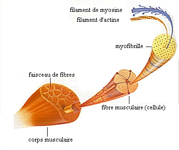 myofibrile1.jpg