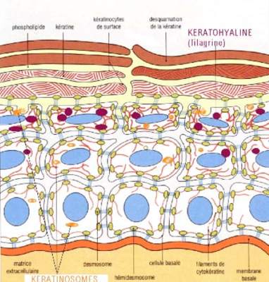 schéma épiderme.png