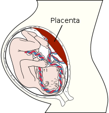 220px-Placenta.svg.png