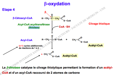 Capture d’écran 2016-12-03 à 08.09.25.png