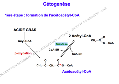 Capture d’écran 2016-12-03 à 08.08.54.png