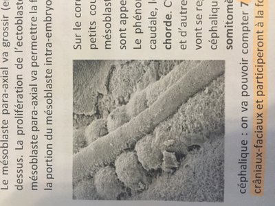 image.jpg (1.61 Mio) Vu 255 fois image.jpg