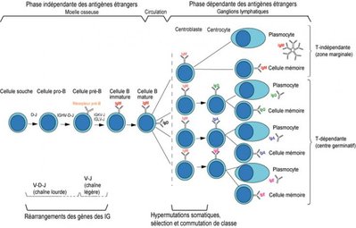 differentiation-lymphob-drupal.jpg