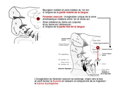 Tractus thyreoglosse.jpg