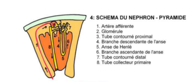 néphron.png