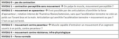 testing musculaire.jpg