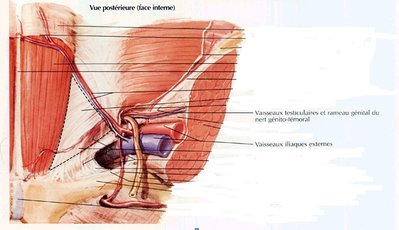 vaisseaux gonadiques et iliaques.jpg