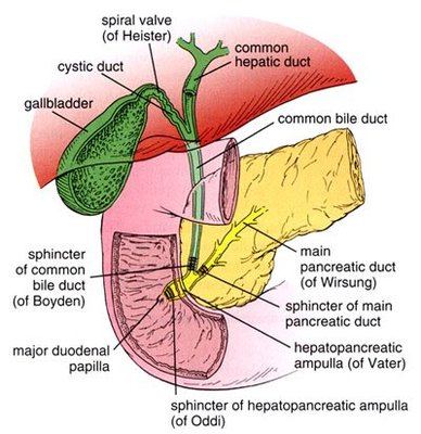 sphincterofOddi.jpg