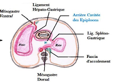 Fascia d'accolement.jpg