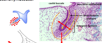Capture d’écran 2017-03-08 à 08.33.25.png