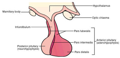 Schéma hypothalamus hypophyse.jpg