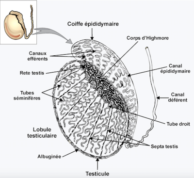 Capture d’écran 2017-03-19 à 12.30.40.png