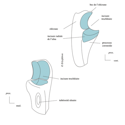 ulnaprox.gif