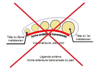 arche_anterieure_transversale_large.jpg