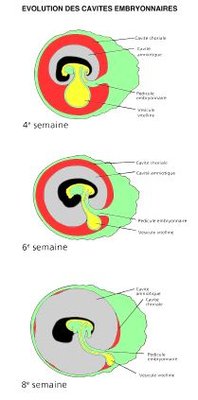 Cavités embryonnaire.jpg