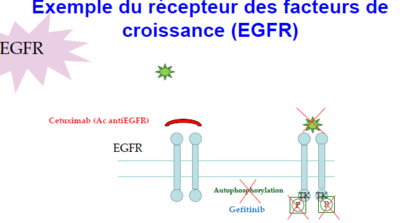 cetuximab action.png